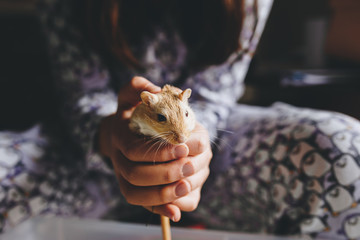 child's hands holding a small gerbil