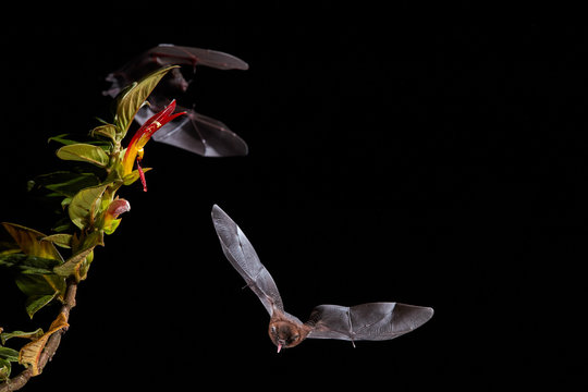 Isolated on black, Lonchophylla robusta, Orange nectar bat, nocturnal flying animal, feeding on nectar from tropical flower. Front view. Night flash photography. Wildlife photography in Costa Rica.