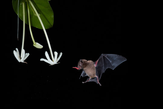Isolated on black, Pallas's Long-Tongued Bat, Glossophaga soricina, nocturnal animal, feeding by long tongue on nectar from white flower. Bat with metabolism similar to hummingbirds.Flash photography.