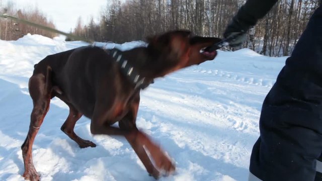 The annoyed Doberman dog pulls the ring during the game. The owner holds the leash, winter season with snow