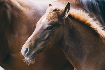 a close up of a foal