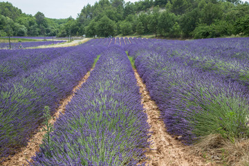 Fototapeta na wymiar wunderschöne gleichmäßige, leuchtende und duftende Lavendel Felder in der Provence