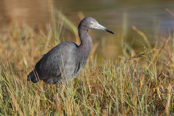 Little Blue Heron at the edge of a marsh - Port Charlotte. Florida