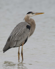 Great Blue Heron wading in a shallow lagoon - Pinellas County, Florida