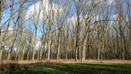 Obraz premium Kahle Bäume und Gras in Waldlichtung