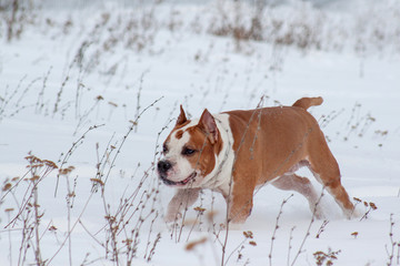 Cute american staffordshire terrier is running through a white snow. P