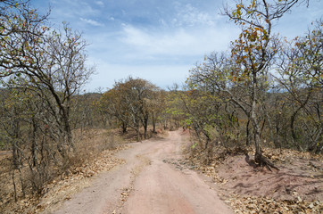 By-road through dry forest on sunny day