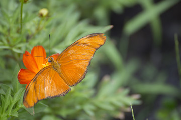 Obraz premium Butterflies and flowers in the garden green.