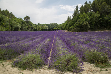 Fototapeta na wymiar wunderschöne gleichmäßige, leuchtende und duftende Lavendel Felder in der Provence