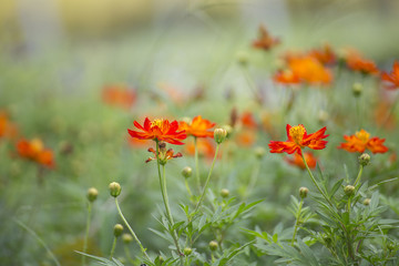 Red flowers in Green Park.