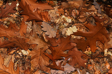 Laub der Roteiche im Herbst,  Quercus rubra
