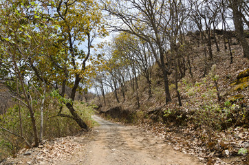 By-road through the forest in the fall
