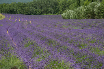 wundersch&ouml;ne gleichm&auml;&szlig;ige, leuchtende und duftende Lavendel Felder in der Provence