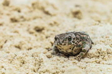 Portrait of a green toad (Bufotes viridis) sitting in the sand. Selective focus.