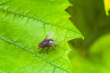 Gray fly insect on the green leaf. Selective focus.