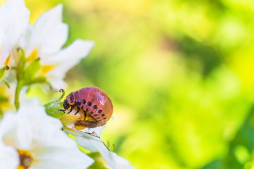 Larva of colorado potato beetle  eats white potato flower. Garden insect pest close-up. Selective focus and copy space.