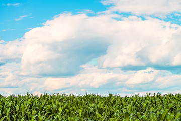 Green corn leaves at sunny summer day under a bright cloudy sky