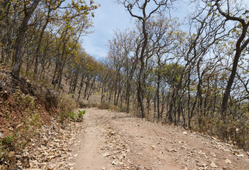 Road through the woods in dry season