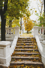 White steps with columns covered with many fallen yellow dry leaves in an autumn park in a bright sunny day against the backdrop of beautiful acacia trees, oaks, maples and a clear sky