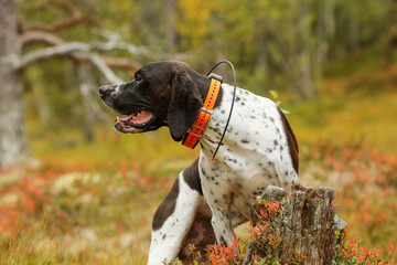 Dog english pointer hunting on the swamp with GPS collar 