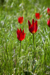 resting area in Ida mountain forest,Turkey