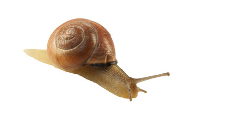 forest snail, Cepaea nemoralis on a white background
