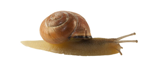 forest snail, Cepaea nemoralis on a white background
