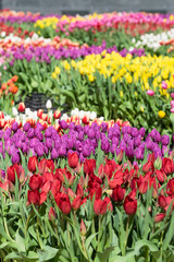 A field of Tulips - Orange with Yelllow Accents, Yellow, Purple, Red, White, Pink, Multi-color