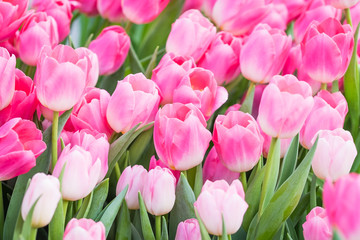 Obraz premium Pink Tulips close-up