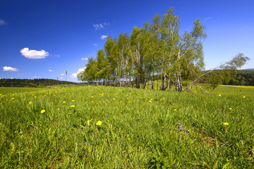 Birch trees with young leaves in spring.
