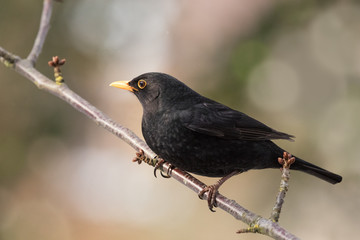 Common Blackbird, Turdus merula