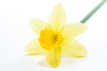 Einzelne Narzisse isoliert auf weißem Untergrund