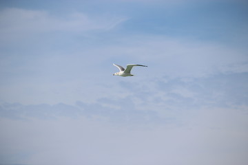Seagull flying