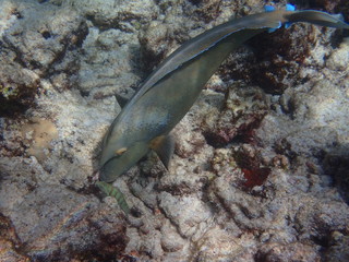 Einhorn Fisch Malediven