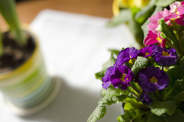 Colorful primula in sunny day