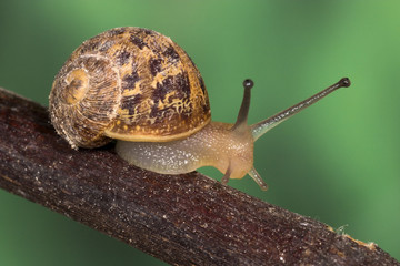 A small snail (Macro)
