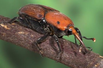 Palm weevil beetle (Rhynchophorus ferrugineus)