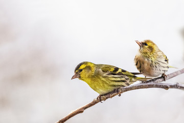Eurasian Siskin, Spinus spinus, m+f