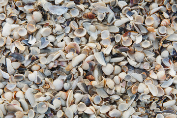 Texture backdrop background shallow small various bright smooth and embossed light, gray, pastel, brown seashells on the beach, shoreline