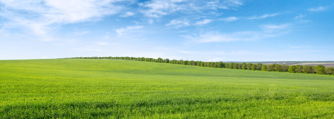 Grünes Frühlingsfeld und blauer Himmel mit weißen Wolken.