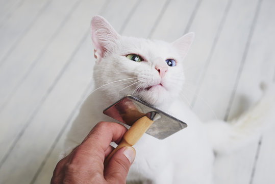 Brush-grooming a whit domestic cat