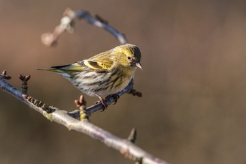 Eurasian Siskin, Spinus spinus, female