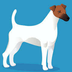 Smooth fox terrier dog