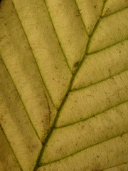 Detail of a dry leaf