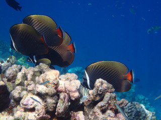 Fototapeta na wymiar Halsband-Falterfisch Malediven