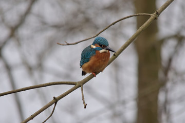 Eisvogel