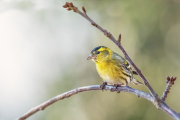 Eurasian Siskin, Spinus spinus, male
