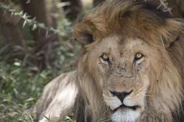Fototapeta na wymiar Wild free roaming male african lion portrait