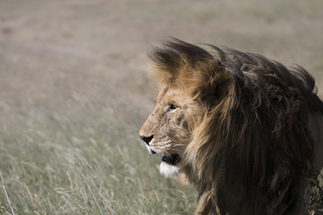 Wild free roaming male african lion portrait
