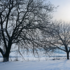 Fototapeta na wymiar Winter landscape. Sunrise . Fields and trees in the snow.